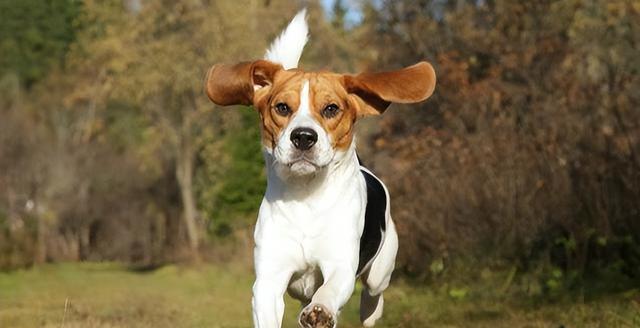 小型犬品种介绍（探寻适合宠物的小型犬品种）