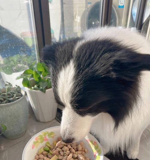 小幼犬的饮食需求及狗粮选择（如何选购适合小幼犬的狗粮）