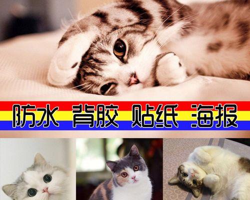 小猫成长记——不怕狗猫（以宠物为主的跨物种友谊）