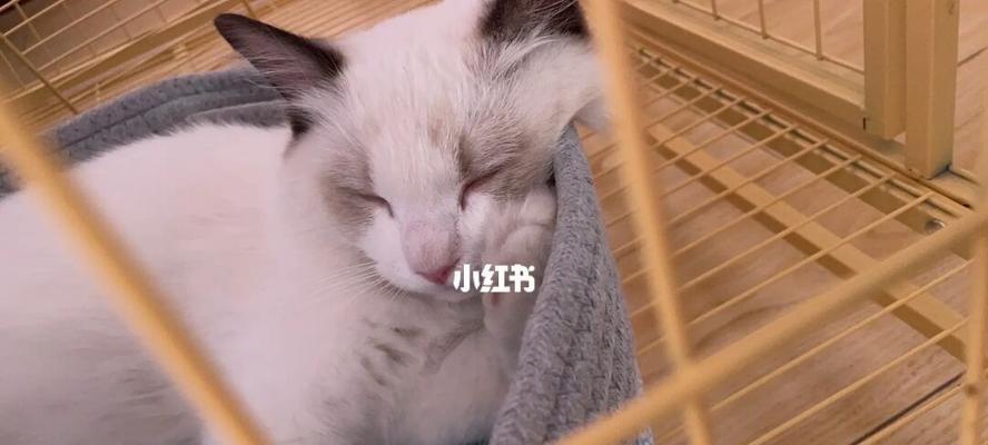 一月养猫记——猫粮营养全面保障健康成长（关注宠物饮食）