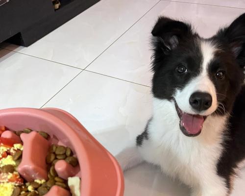 如何为一个月龄的幼犬提供合适的饮食（营养均衡的幼犬饮食计划）