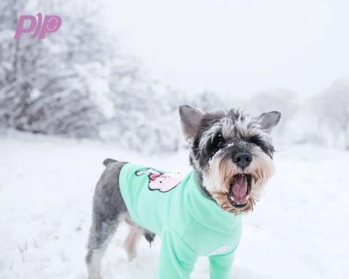 用雪堆出小狗儿，快乐雪地宠物活动（体验冬日乐趣）