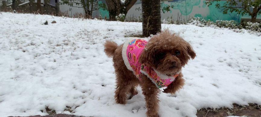 用雪堆出小狗儿，快乐雪地宠物活动（体验冬日乐趣）