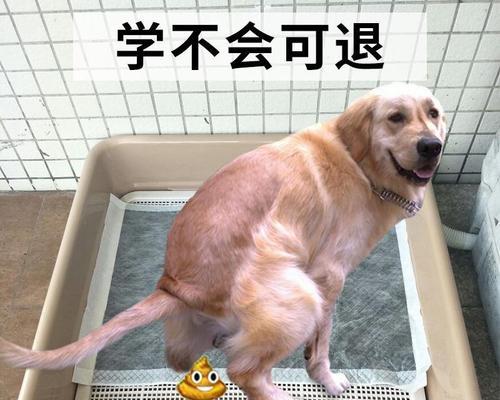 幼犬便便稀怎么办（从宠物饲养）