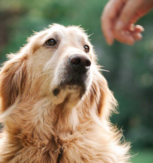 如何应对幼犬脾气大（宠物主人必看）