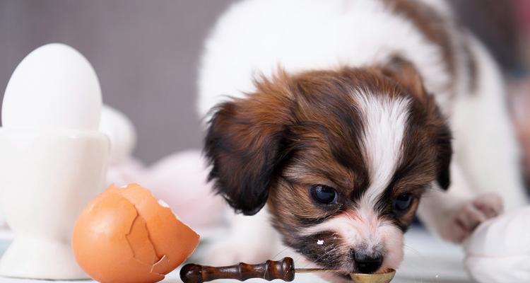 幼犬贫血的症状和治疗方法（掌握幼犬贫血的主要症状和应对方法）