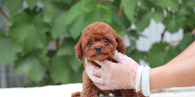 如何正确驱虫幼犬泰迪（以宠物健康为重）