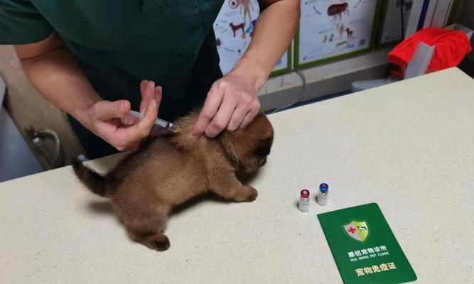 如何为患细小的幼犬保温（让你的宠物免受寒冷之苦）