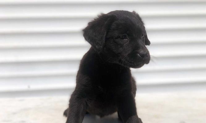 幼犬惊恐怎么办（宠物主人应该如何处理幼犬惊恐情况）