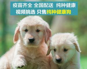 养幼犬的全方位准备指南（从食物到玩具）