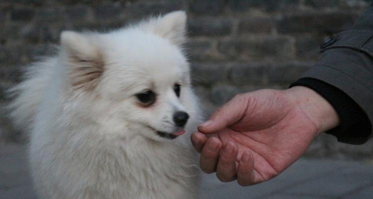 如何为你的博美犬洗澡（清洁）