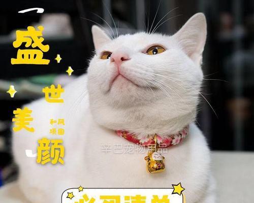 如何为你的猫咪起一个独特的名字（从宠物性格到名字来源）