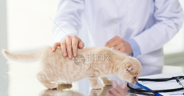 如何为你的猫咪起一个独特的名字（从宠物性格到名字来源）