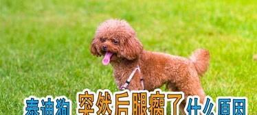 狗狗后腿摔瘸了怎么办？如何进行家庭急救和治疗？