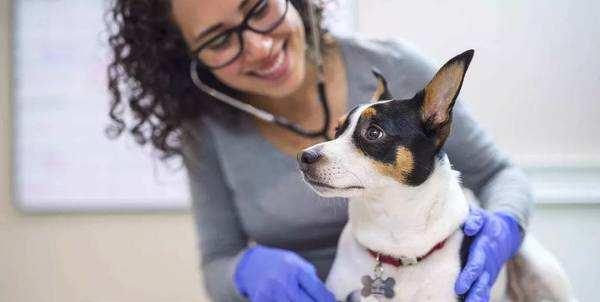 狗狗怀孕期间食欲不振怎么办？