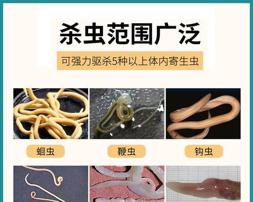 狗狗怀孕期间驱虫药选择指南：安全与效果如何兼顾？