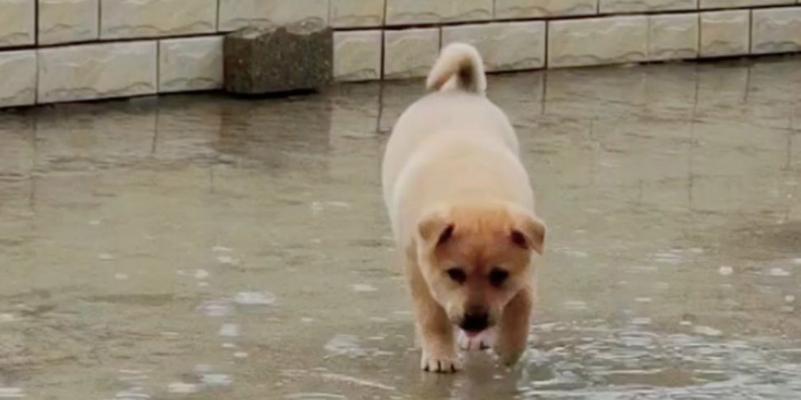 狗狗经常淋雨怎么处理？如何预防和解决狗狗淋雨后的健康问题？