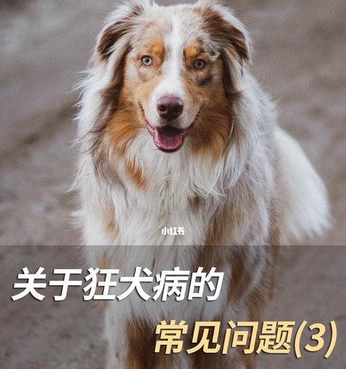 狗狗狂犬病一定恐水吗？症状与预防措施是什么？