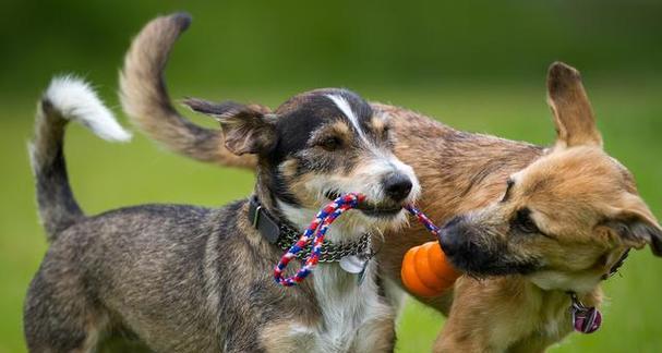 狗狗狂犬弓形虫一起打？如何有效预防和治疗？