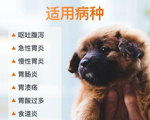 狗狗拉稀呕吐时应该吃什么药？如何正确处理？