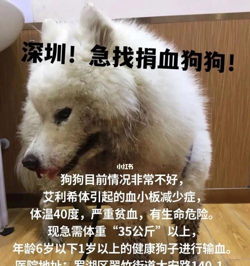 狗狗频繁流鼻血的原因是什么？如何处理和预防？