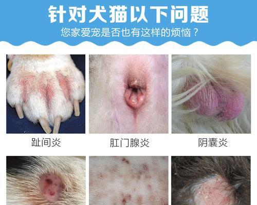 狗狗毛囊炎有什么症状？如何识别和处理？