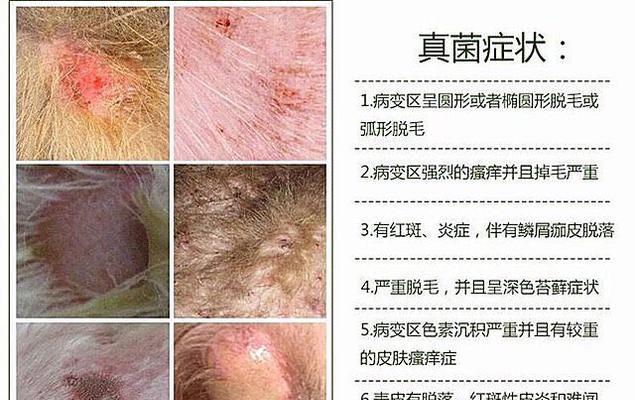 狗狗起螨虫疙瘩怎么办？有效治疗方法有哪些？