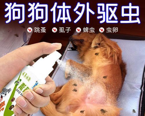 狗狗身体出现虫子怎么办？有效驱虫方法有哪些？