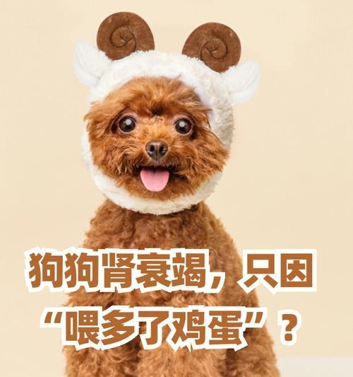 狗狗肾衰末期抽搐是正常现象吗？如何处理？