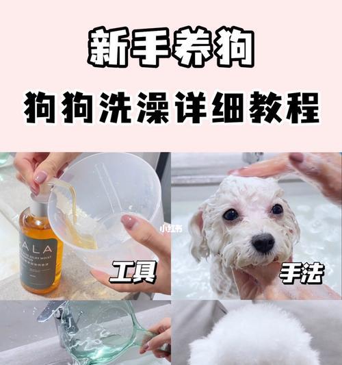 狗狗什么时间洗澡最合适？常见洗澡误区有哪些？