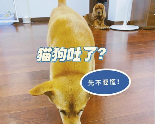 狗狗呕吐了怎么办？如何判断呕吐原因并采取措施？