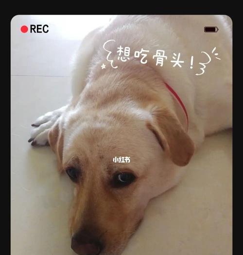 狗狗吞食骨头后怎么办？如何安全处理？