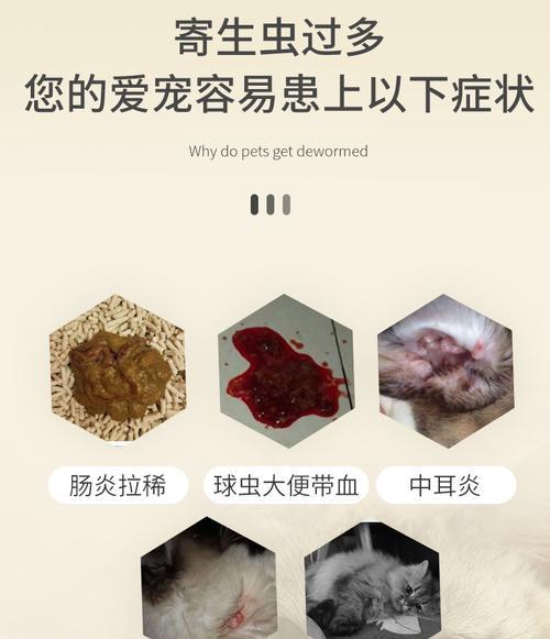 狗狗感染弓形虫的原因是什么？如何预防和治疗？