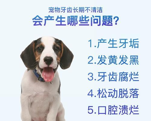 狗狗拔牙后怎么吃？适合的食物有哪些？