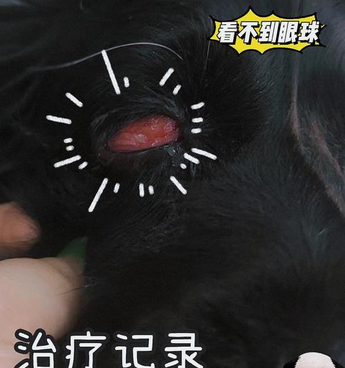 狗狗眼睑增生是什么原因导致的？如何预防和治疗？