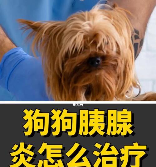 狗狗胰腺炎是什么状态？如何识别和处理？