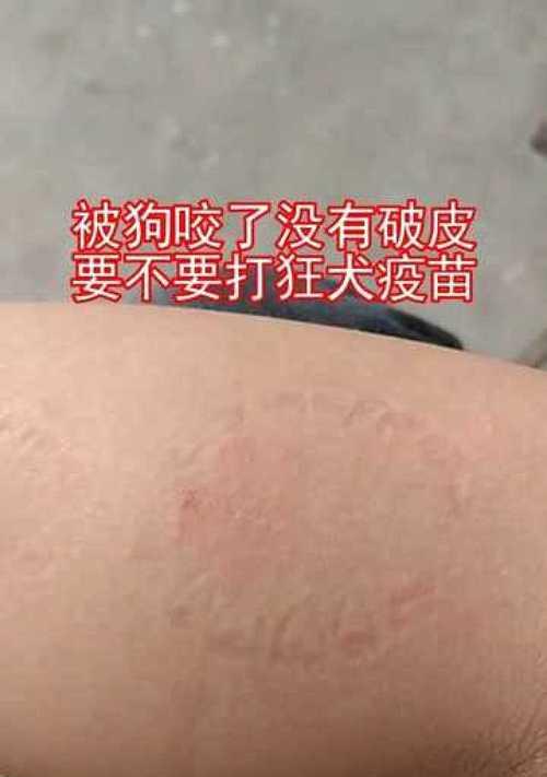 狗狗皮肤破皮了怎么办？常见原因及处理方法是什么？