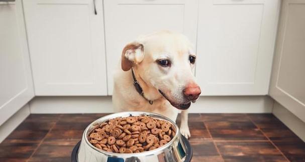 狗狗早饭应该吃什么好？营养均衡的早餐选择指南