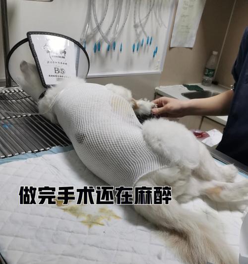 狗狗子宫蓄脓什么原因？如何预防和治疗？