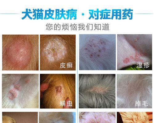 狗狗螨虫湿疹用什么药？如何正确选择治疗方案？