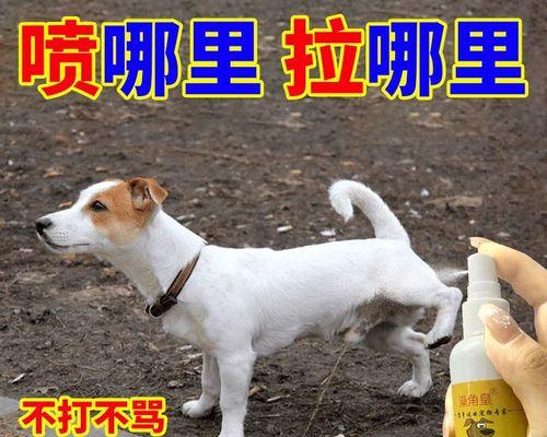 狗狗粑粑臭得吃着什么？如何改善宠物的消化问题？