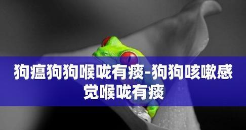 狗狗咳嗽持续一个月？可能的原因和解决方法是什么？