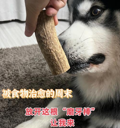 老年犬无牙饮食指南：如何选择合适的食物？