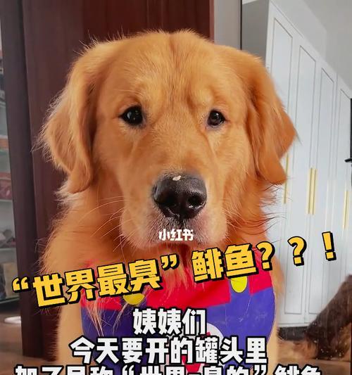 家里有狗味道大怎么解决？有效去除宠物异味的方法是什么？