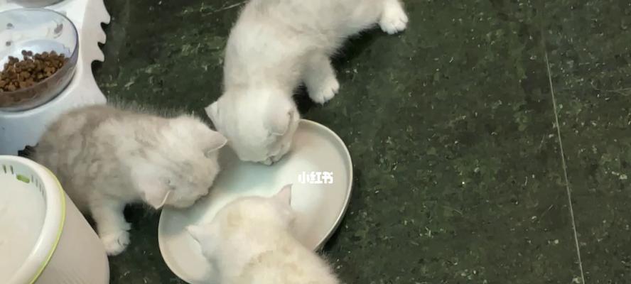 喝奶的小猫拉稀怎么办？如何快速解决小猫腹泻问题？