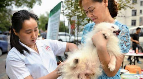 吉林犬瘟热检测费用是多少？检测流程及注意事项有哪些？