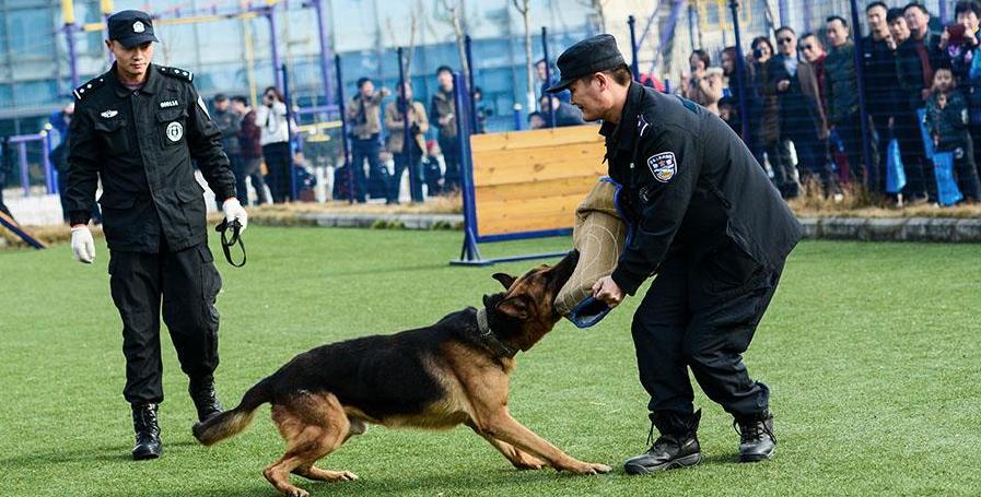 警犬中德牧为何占据多数？背后的原因是什么？