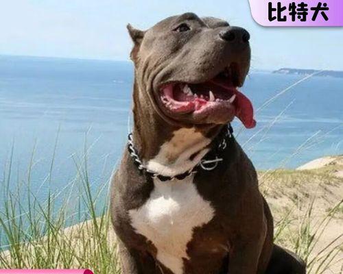 巨型比特犬打架是什么？如何防止比特犬打架？