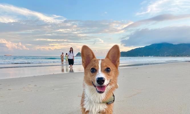 柯基犬食欲不振怎么办？如何提高柯基犬的食欲？