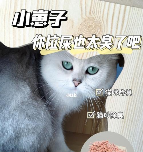 俩周大的小猫咪排便困难怎么办？